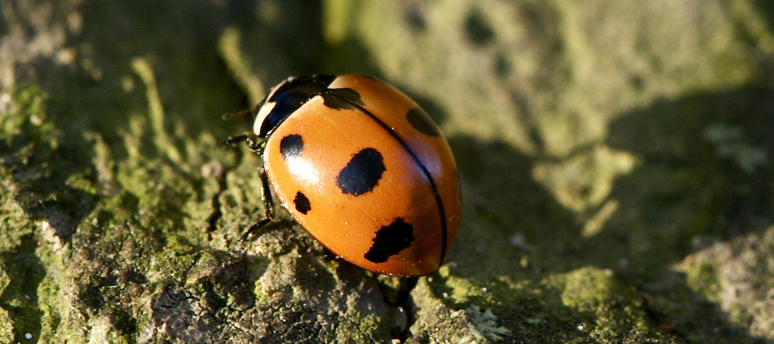 At-Risk Beetles | Xerces Society